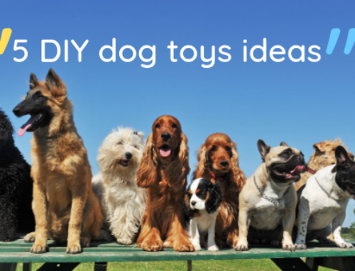 5 DIY dog and cat toys ideas