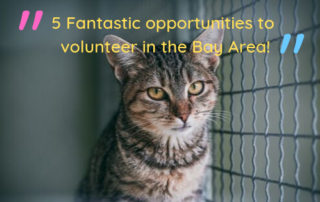 5 fantastic opportunities to volunteer in the Bay Area
