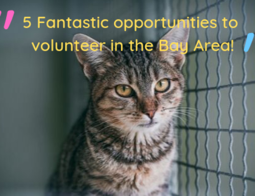 5 fantastic opportunities to volunteer in the Bay Area depending on what you like to do!
