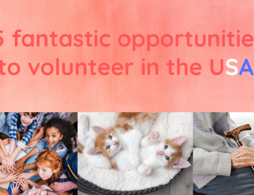 5 fantastic opportunities to volunteer in the USA depending on what you like to do!