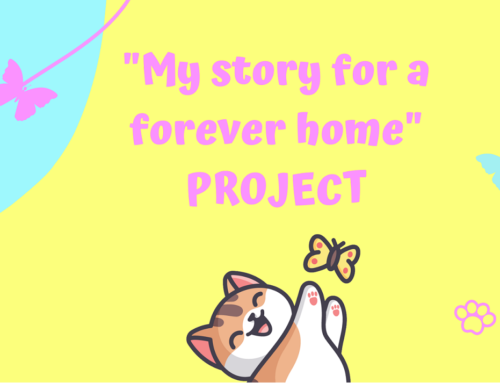 A story for a forever home 😺