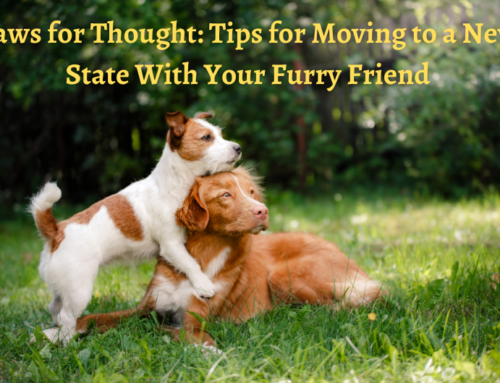 Paws for Thought: Tips for Moving to a New State With Your Furry Friend